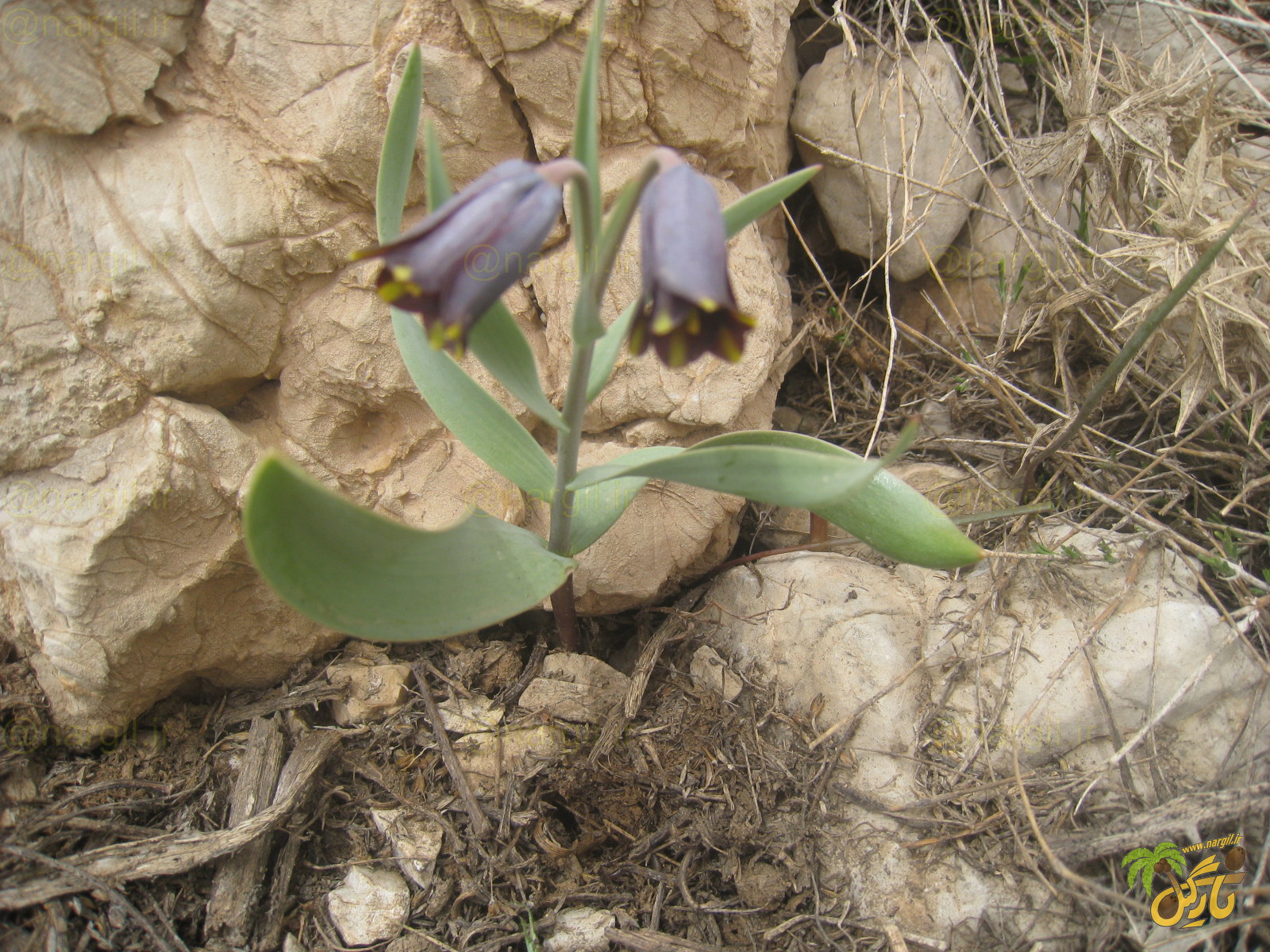 Fritillaria zagrica